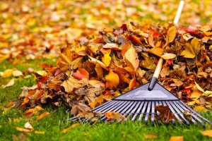 Raking Leaves