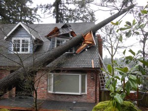 fallen tree